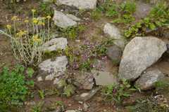 Clinopodium umbrosum